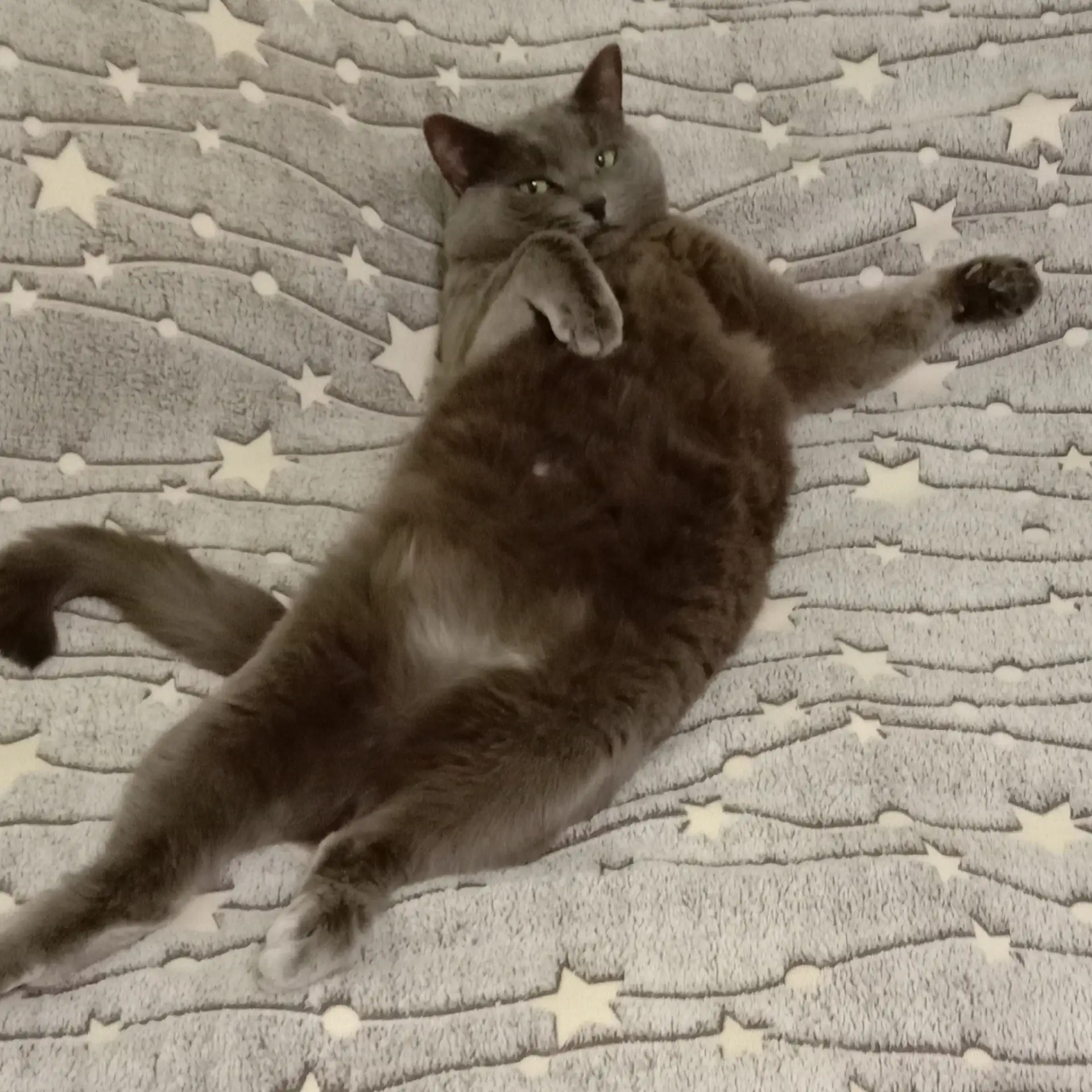 Смотрите и учитесь, как выразительно надо лежать😸