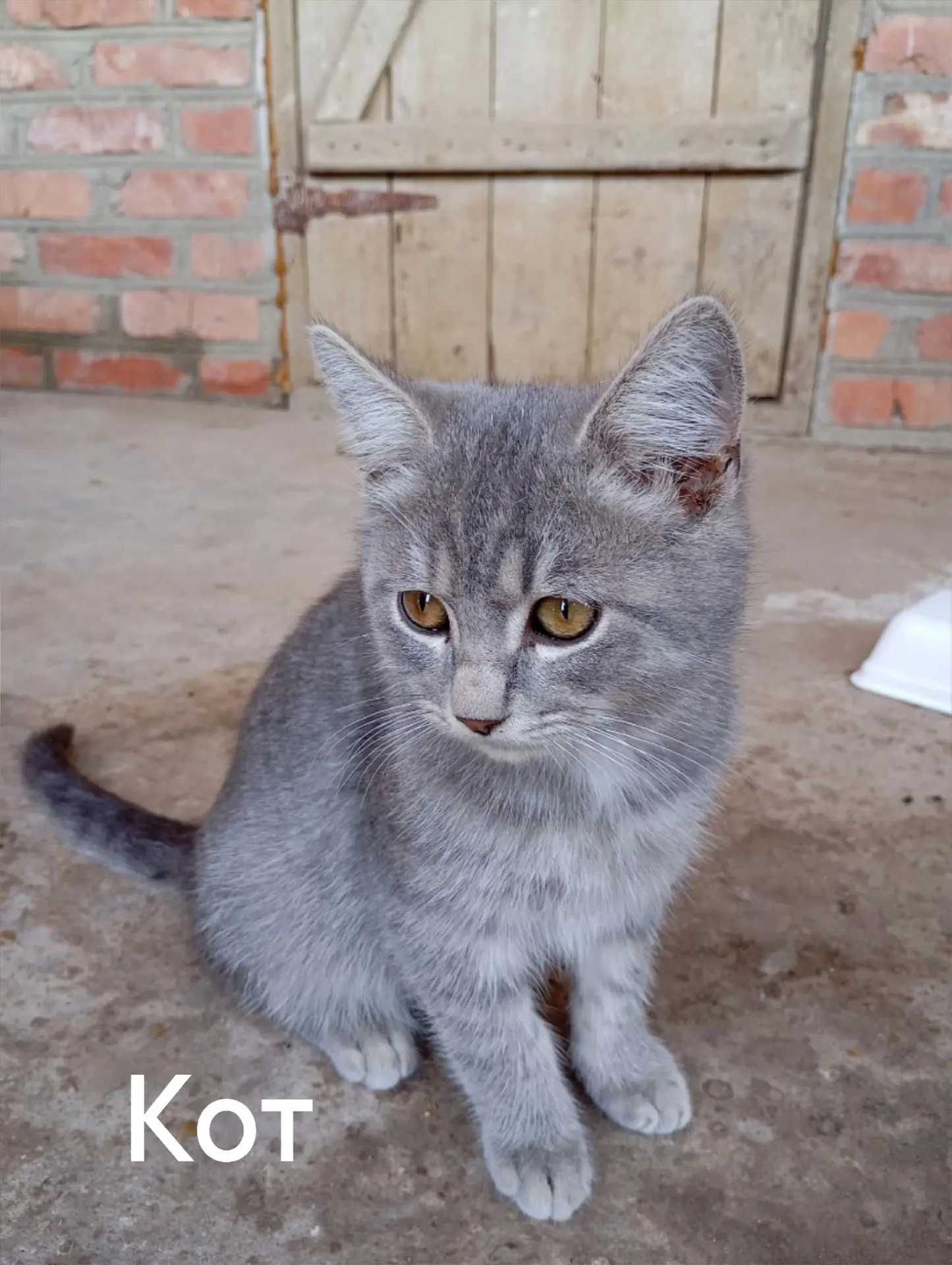 В добрые руки — игривые котята!