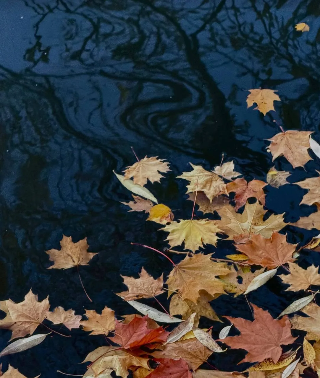 🍂 У наших соседей есть место, где особенно красиво осенью - Воронцовский парк.