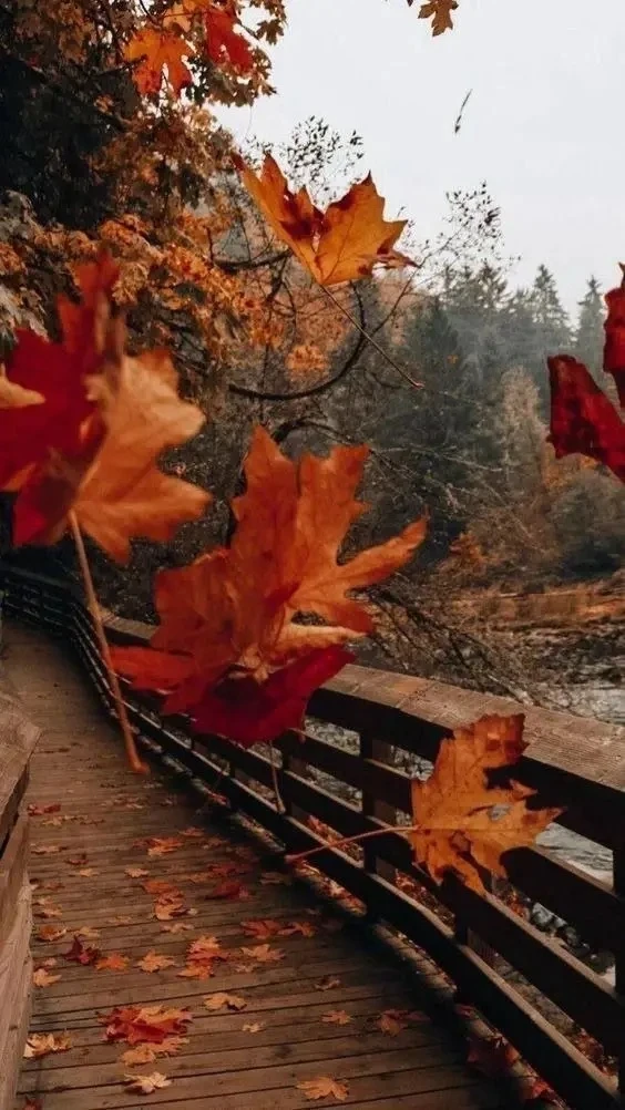 🍁🌧О погоде на полуострове в четверг: