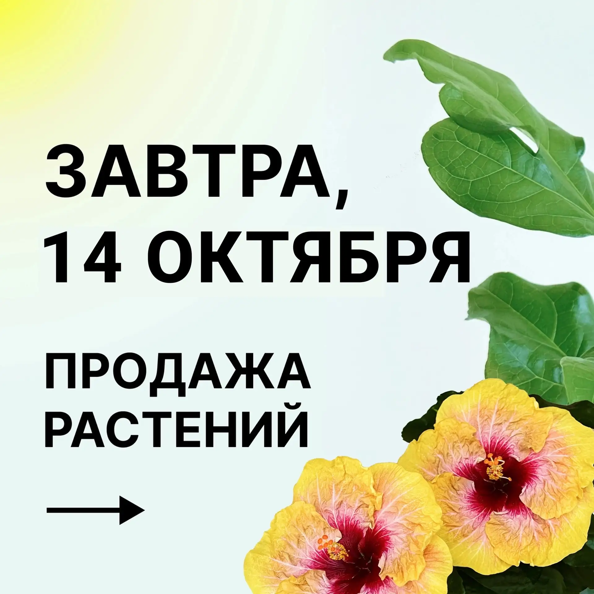 🗓 Завтра, 14 октября, в 18:00 (МСК) — долгожданная публикация растений на продажу!