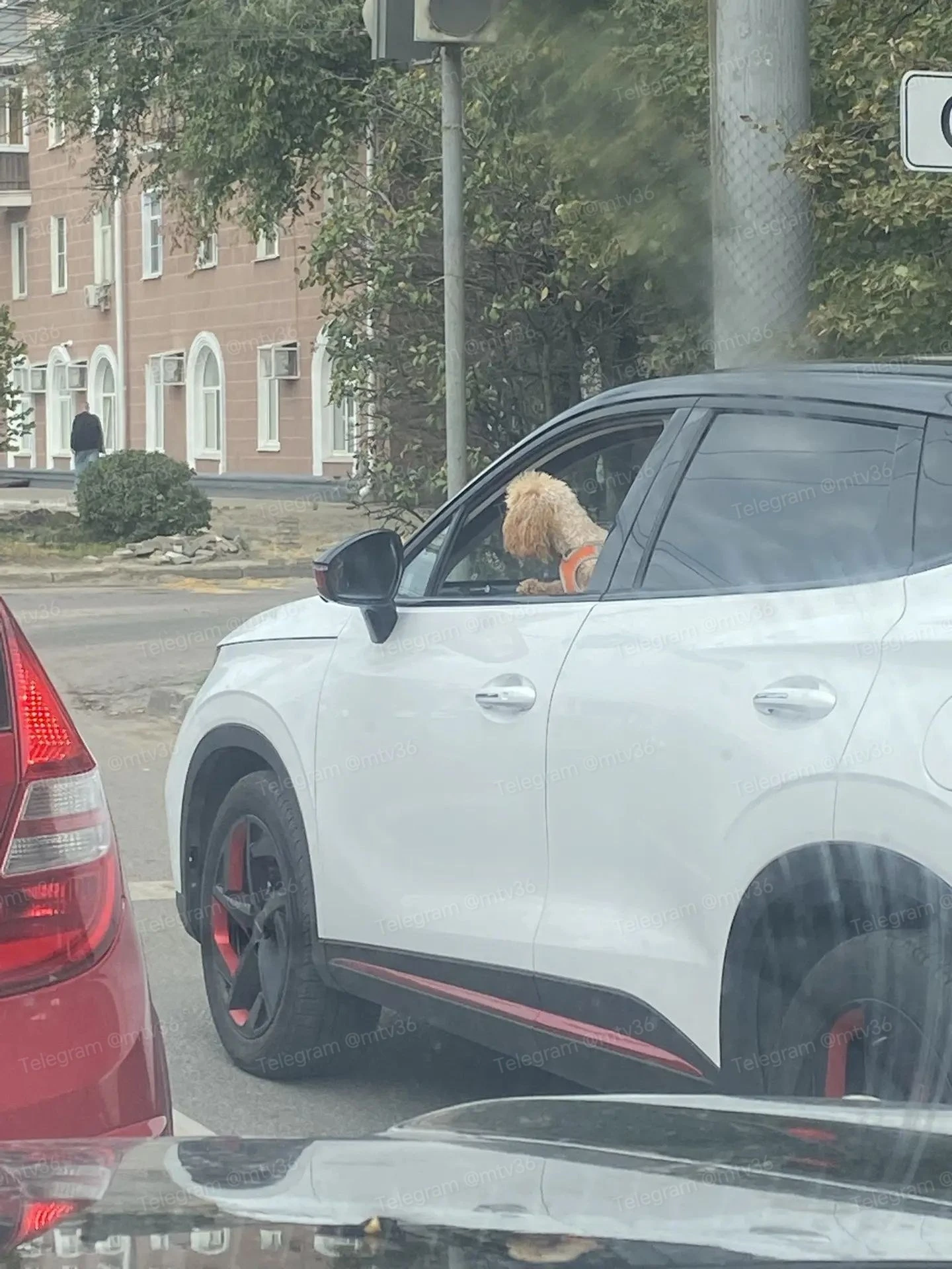 🐶🚖 В такси Воронежа появился тариф «гавфорт плюс»