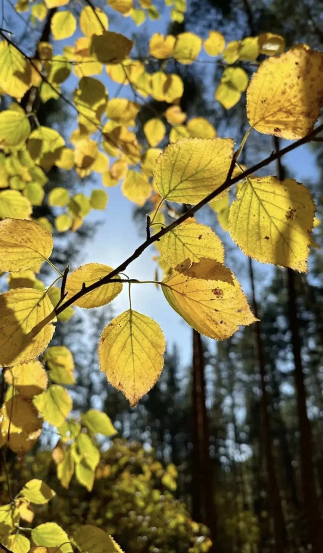 🍂 Доброе утро!