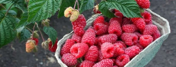 🍇 Малина, которой не страшны морозы Южного Урала