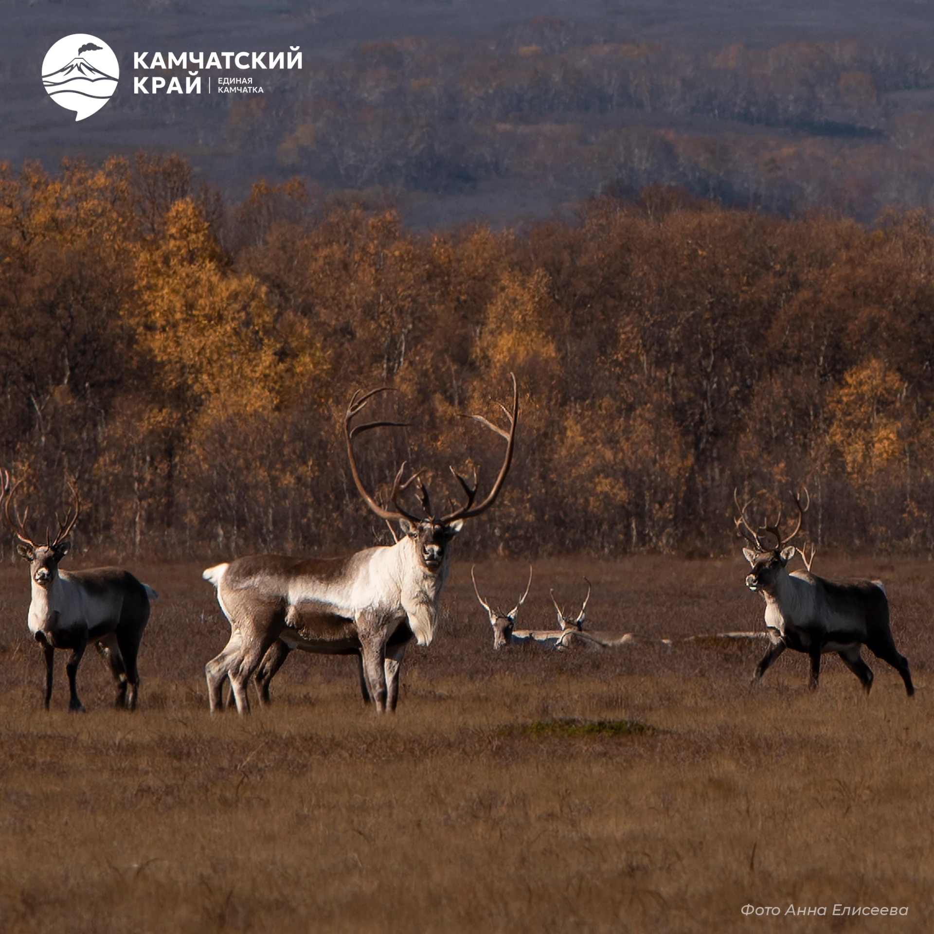 🦌 Камчатский северный олень, также известный как охотский, — это подвид северного олен...