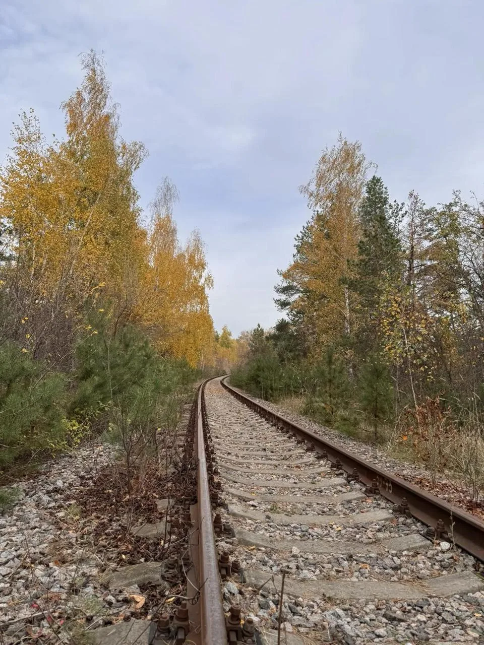 Лесными тропками 🌳