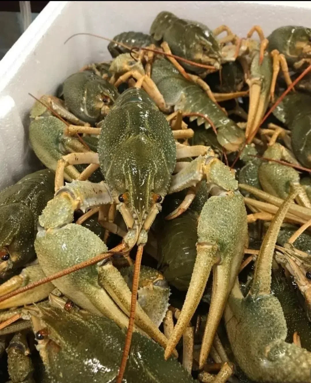 🦞 Живые раки!!! 🦞