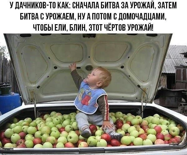 КУКУРУЗА 🌽