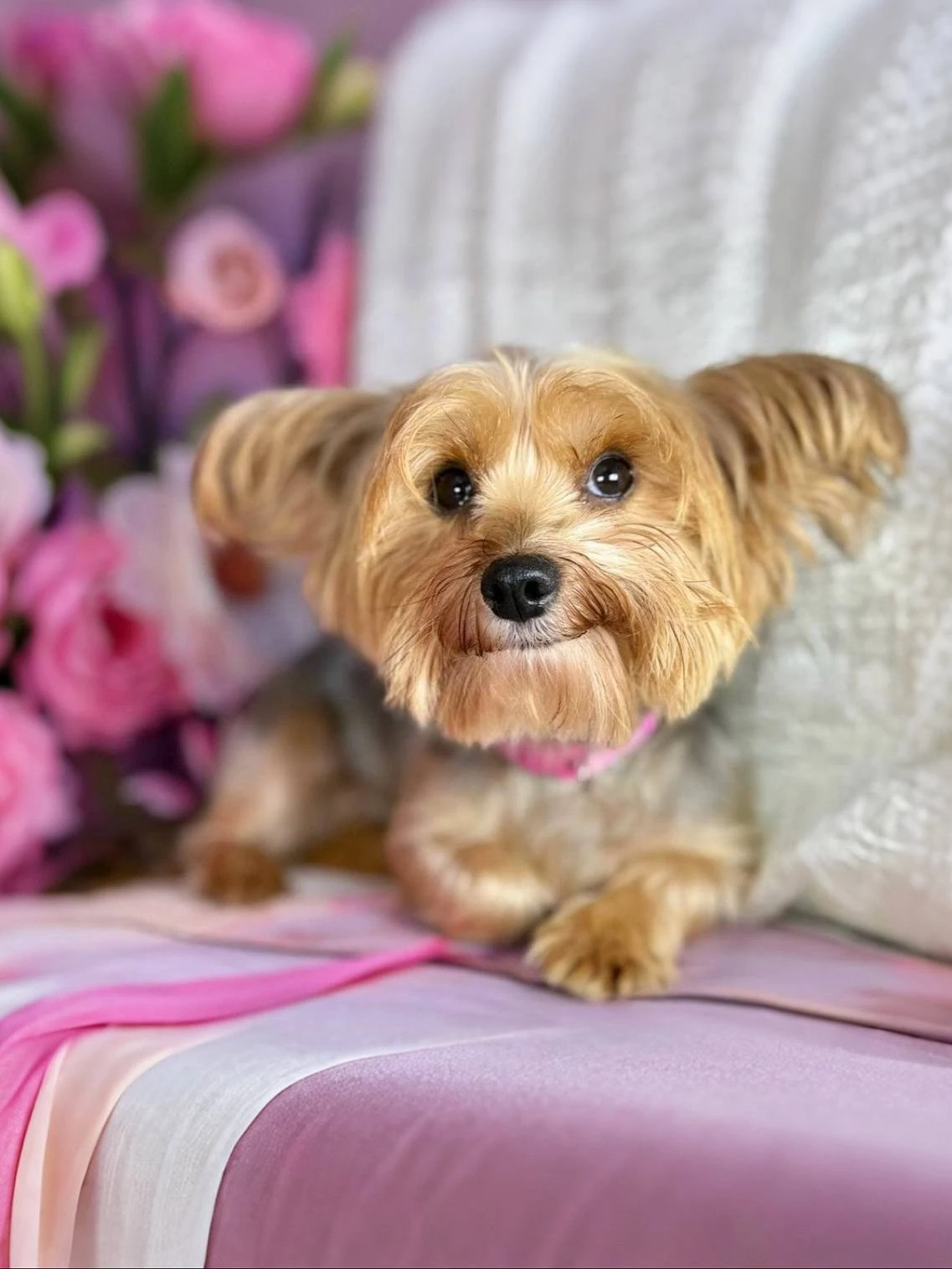 Ищет дом Плакса 🥺💖