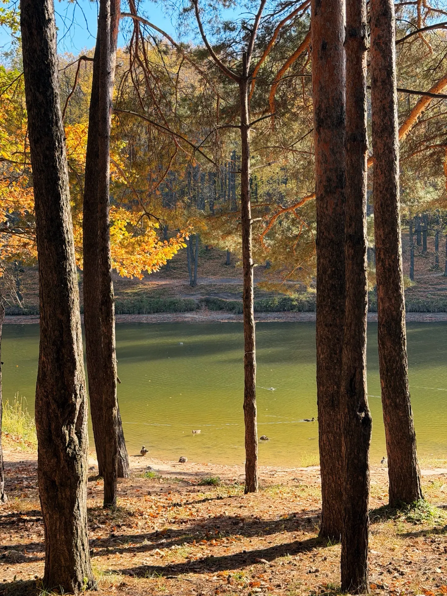 Я же просил не приезжать… 🍂