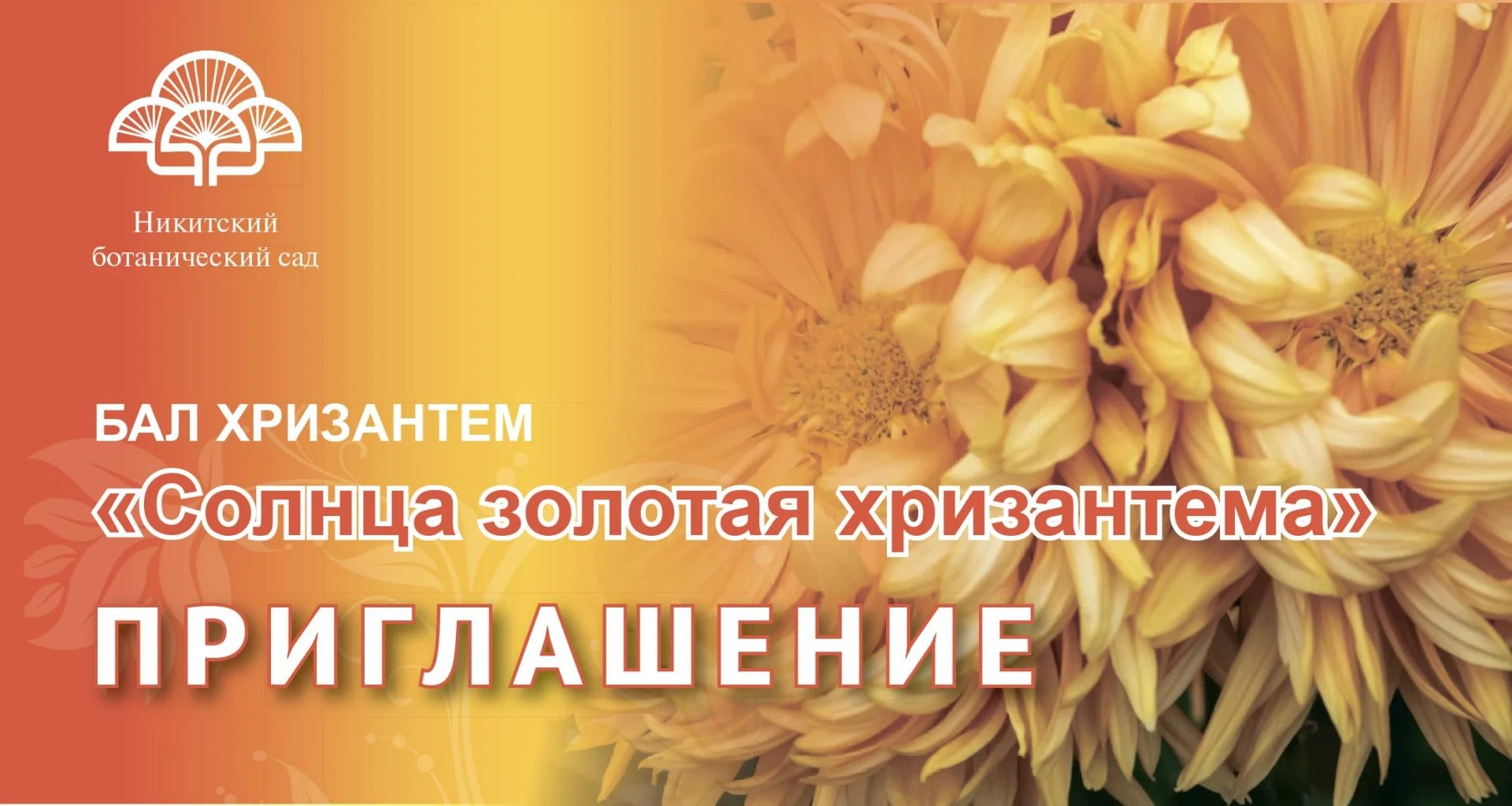 Приходите, уже есть, чем любоваться! Мелкоцветковые хризантемы к Балу готовы. Фото Тиму...