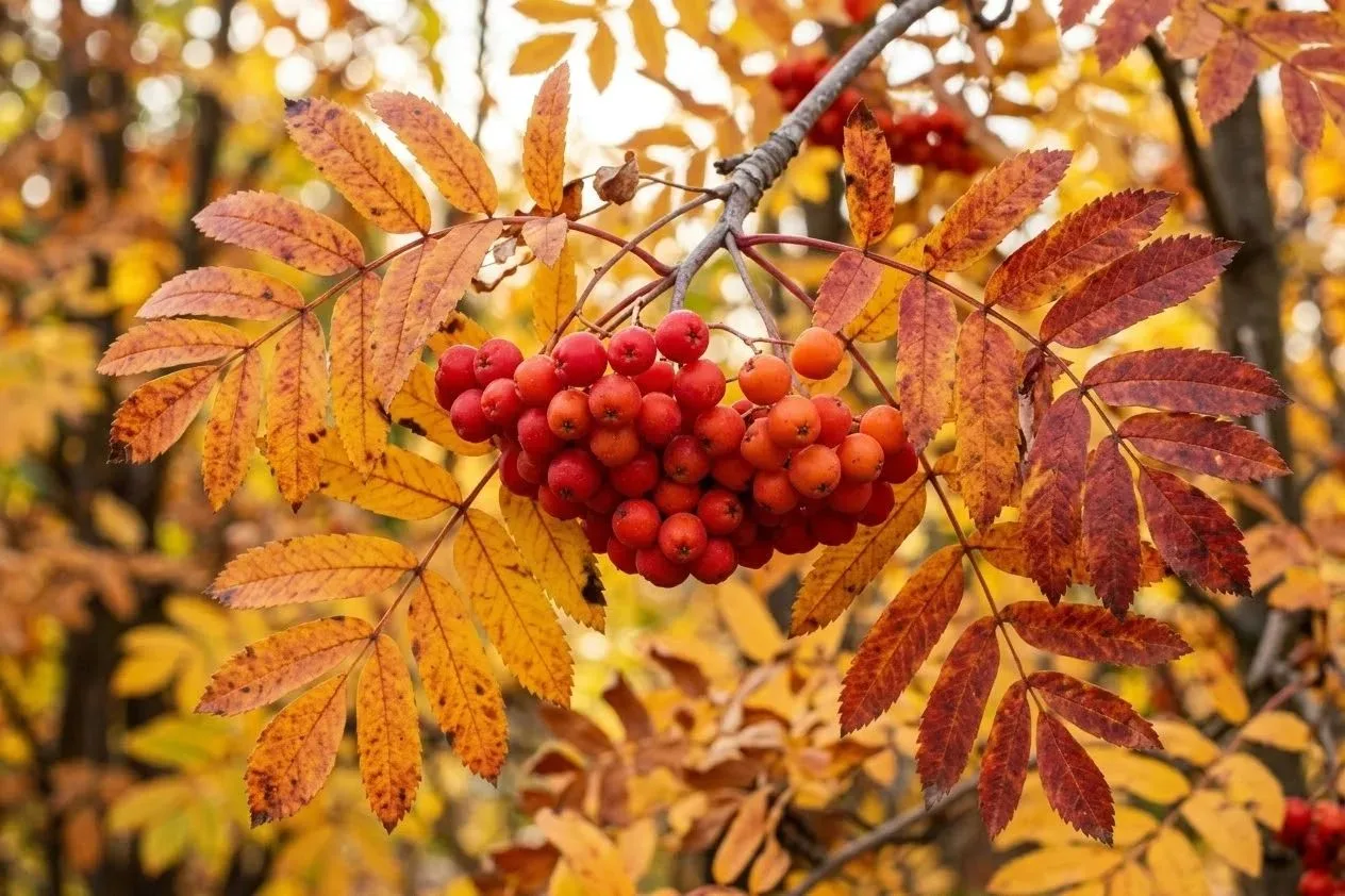 Наткнулась сегодня на поляну с шикарным видом🍁