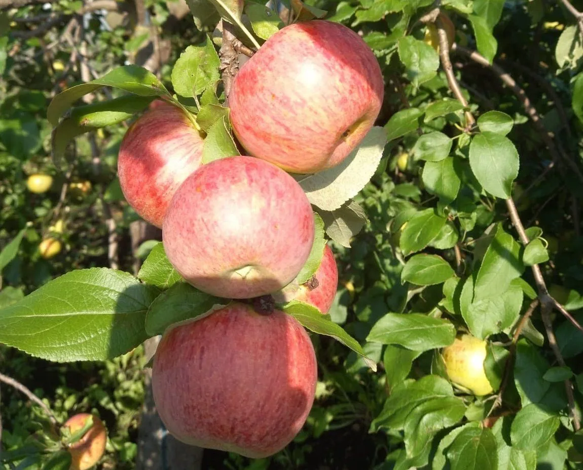 🍎 КЕЧКЕНӘ ГЕНӘ ИГЕЛЕК ТӘ ЗУР ҮЗГӘРЕШЛӘРГӘ СӘБӘПЧЕ БУЛА АЛА!