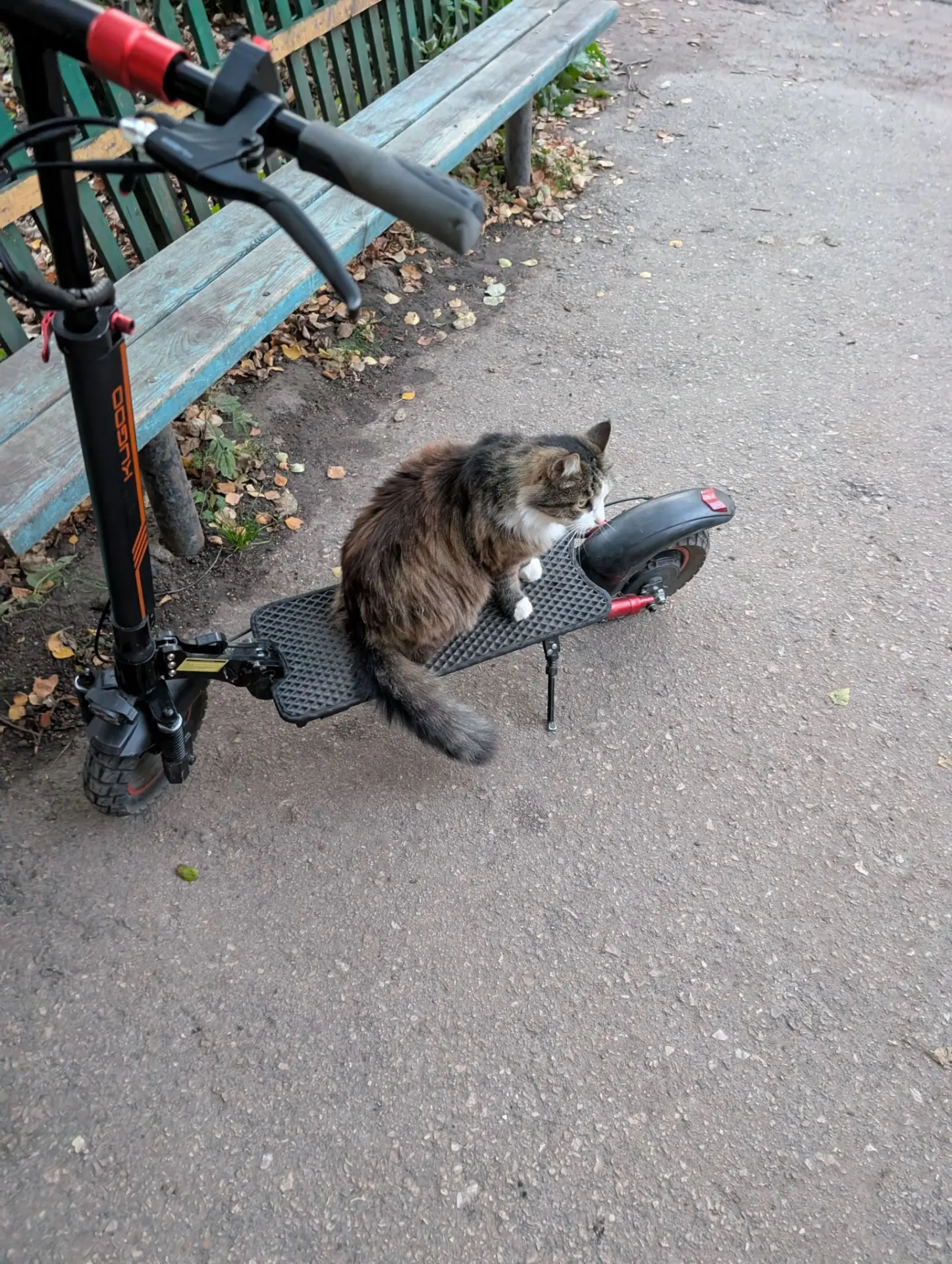 Барсик 🐱