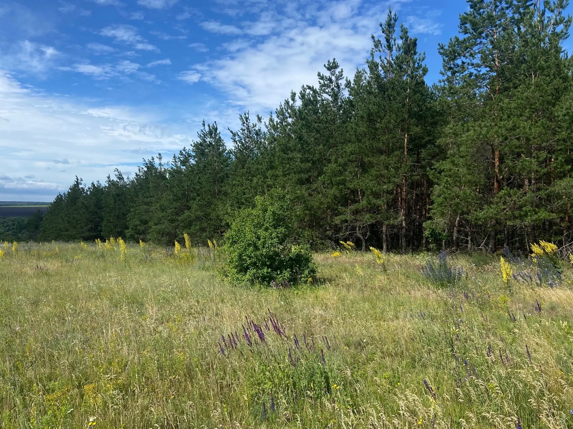 🌳В Саратовской области началась осенняя высадка лесов