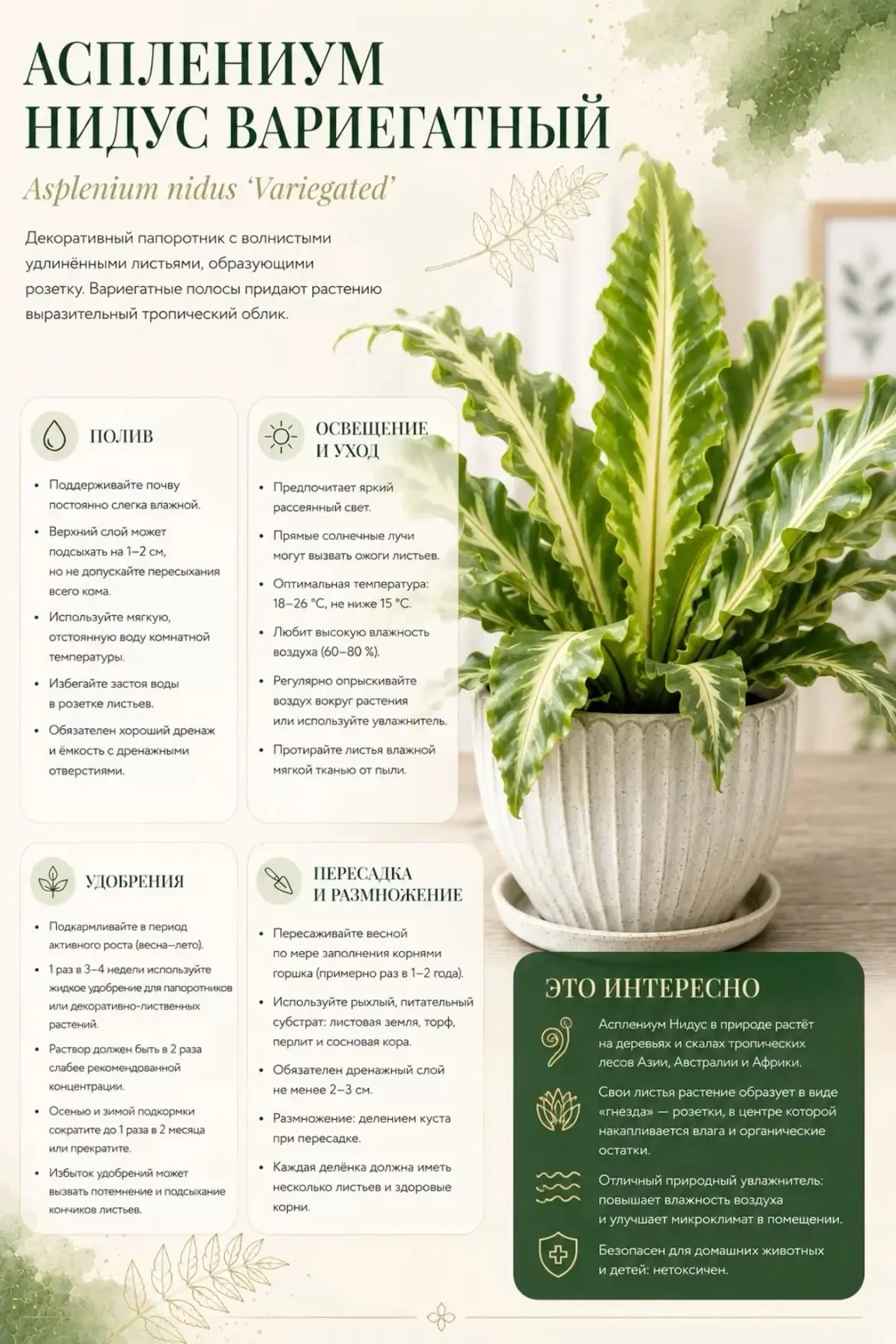 ✨ Уход за асплениумом 🪴