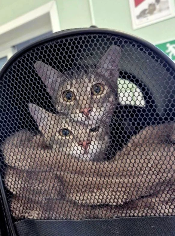 🐱🐱 Дружных котанов вам в ленту!