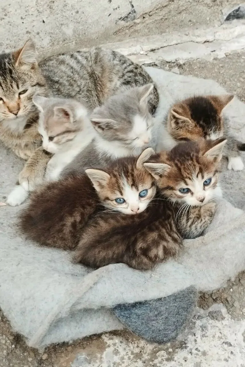 Отдам котят в добрые руки, Макеевка