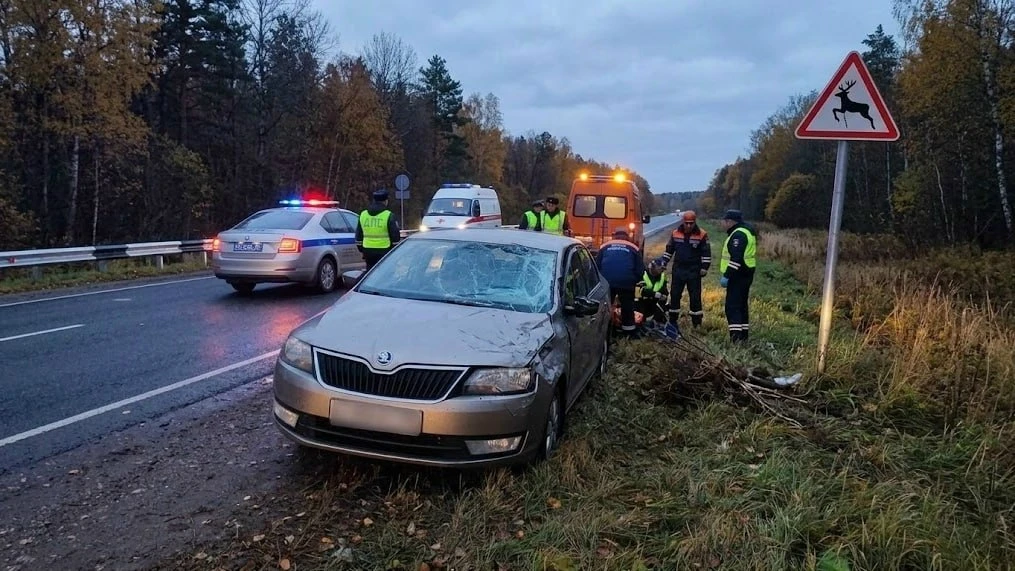 🦌 Три аварии с дикими животными зафиксировали на Орловщине