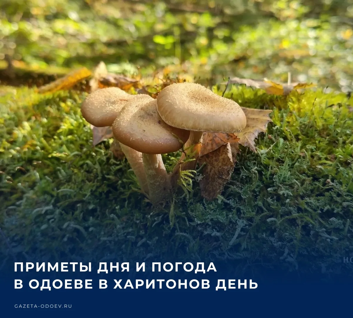 🌧️ Сегодня, 11 октября, в Одоеве ожидается +8...+17 °C, без осадков. Юго-западный вете...