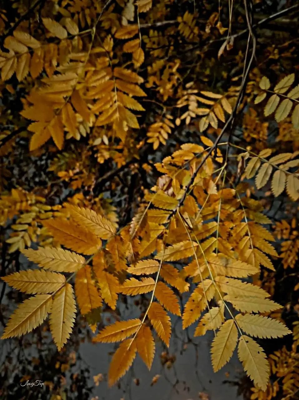 Желтые краски осени 🍂
