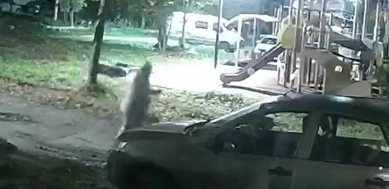 В Ленобласти волк погнался за женщиной с собакой во дворе жилого дома
