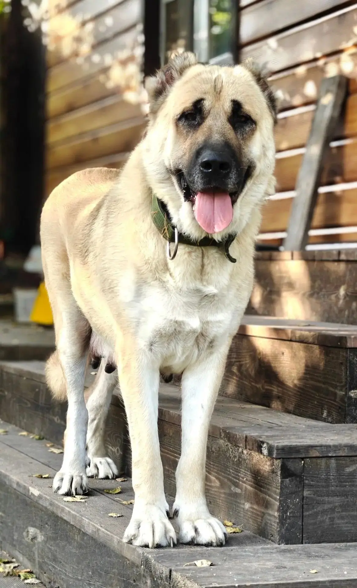 🐕 Продаются щенки армянского волкодава (гампра) — редкой аборигенной охранной породы