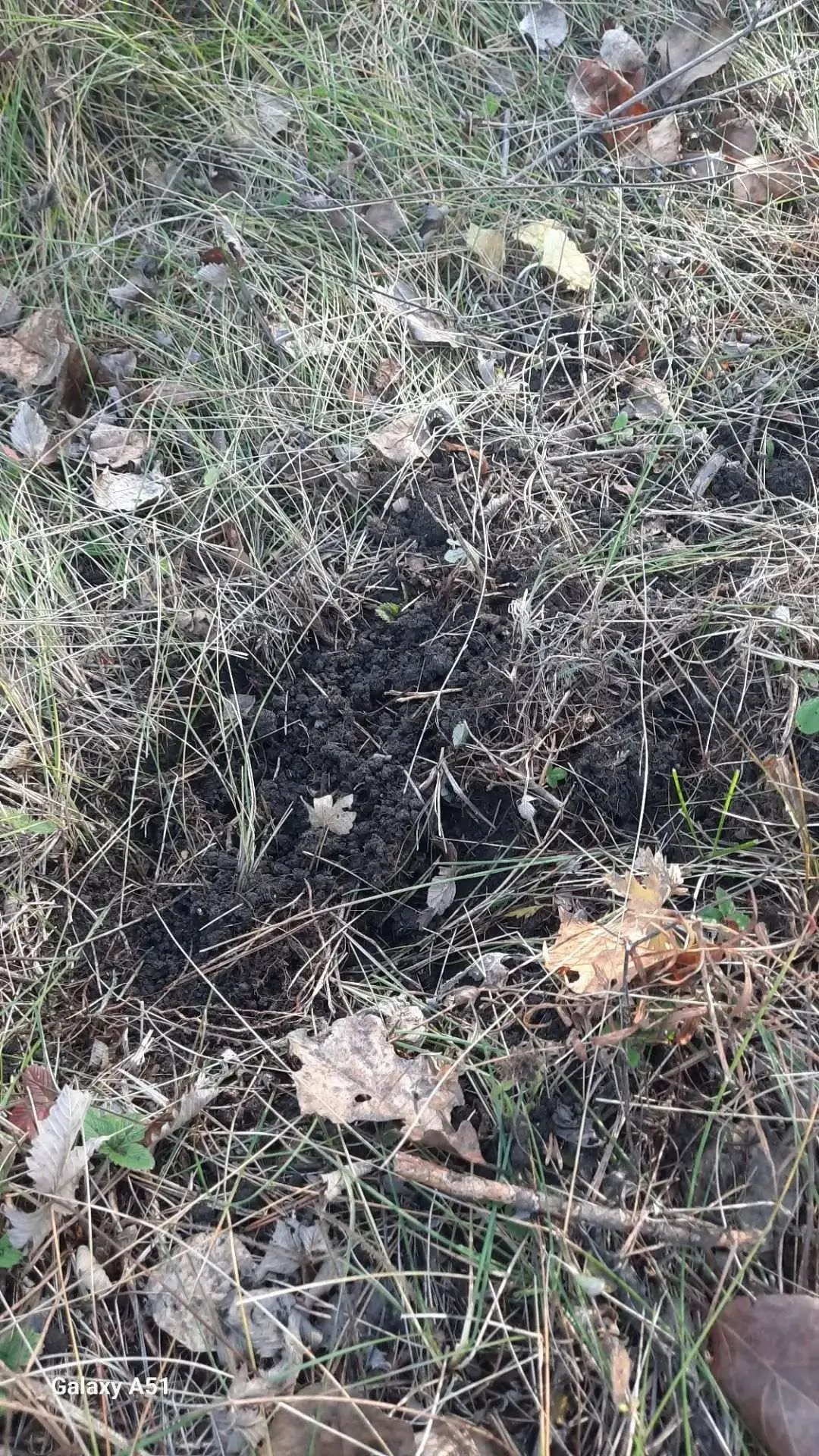 🌲Экотропа осталась без туй: в Бузулукском бору орудуют ночные «садоводы»