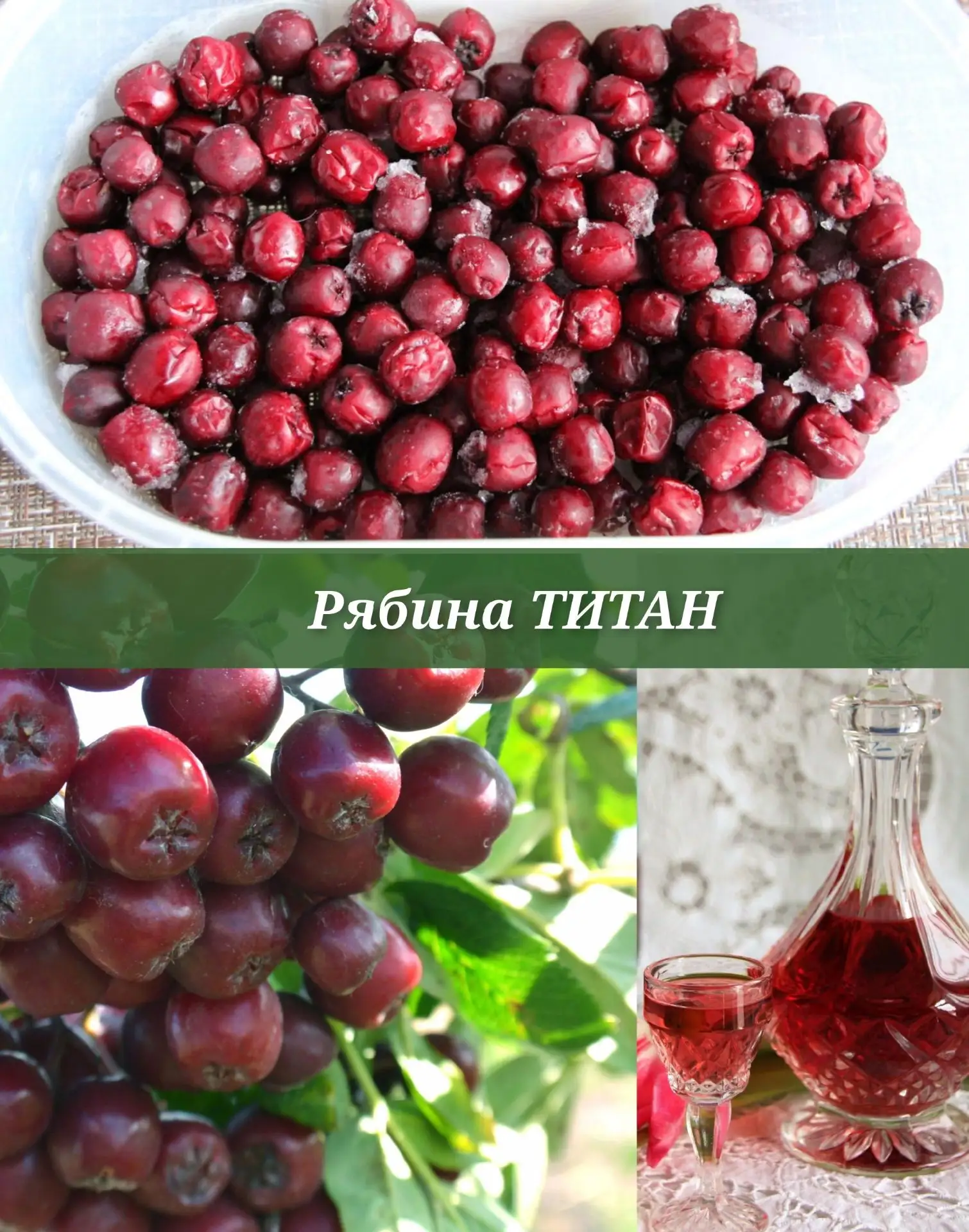 Рябина "Титан" ❤️😍