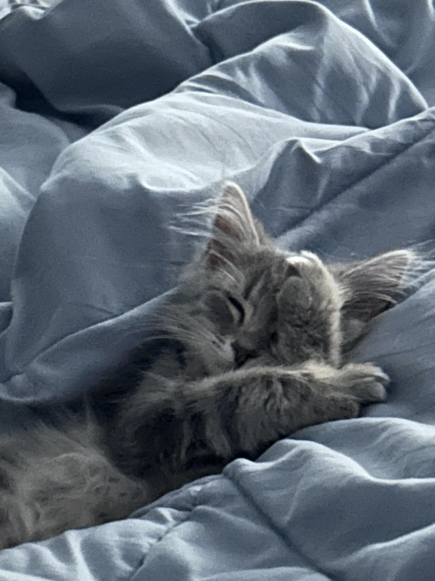 Доброе утро, котятки 😸Пора работать работу 😁