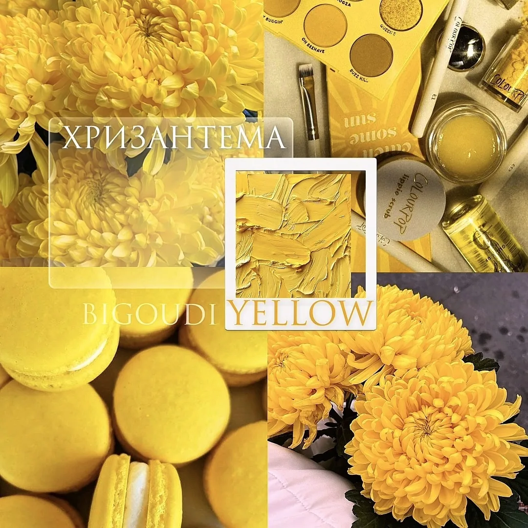 В наличии шикарные хризантемы Bigoudi Yellow! 💛