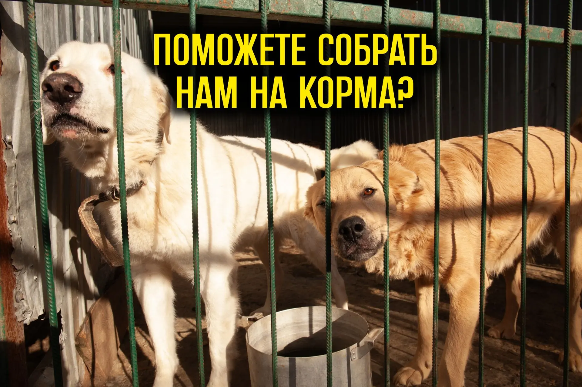 Помогите пожалуйста собрать на оплату кормов и круп! ‼️