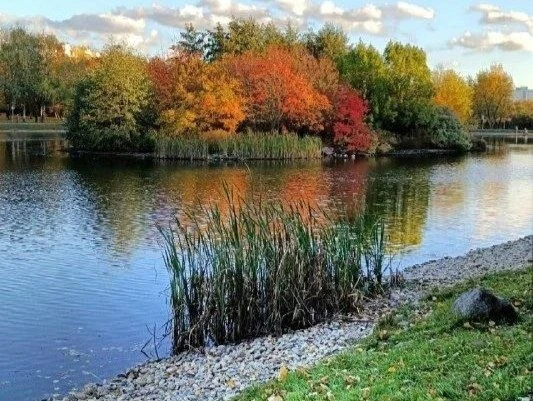 🌿 Осенний остров на Большом пруду в парке Ангарские пруды