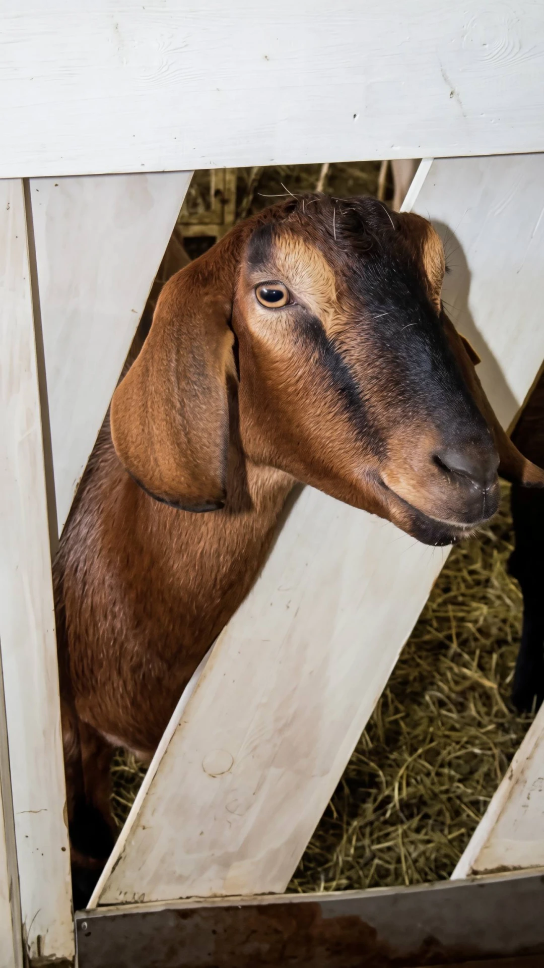 Доили коз, ели сыры и катали сырное зерно 😁🐐