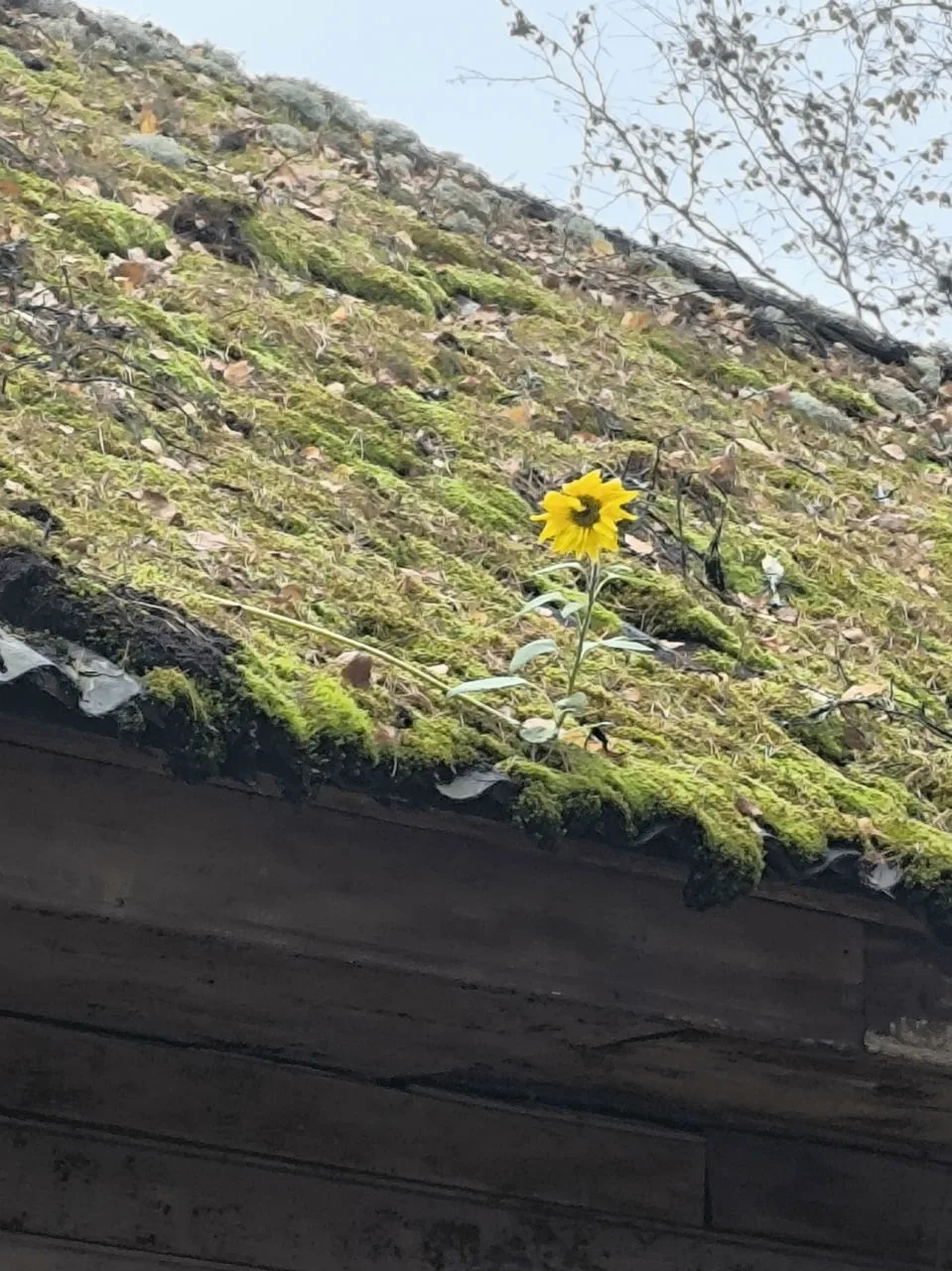Солнышко на крыше 🌻