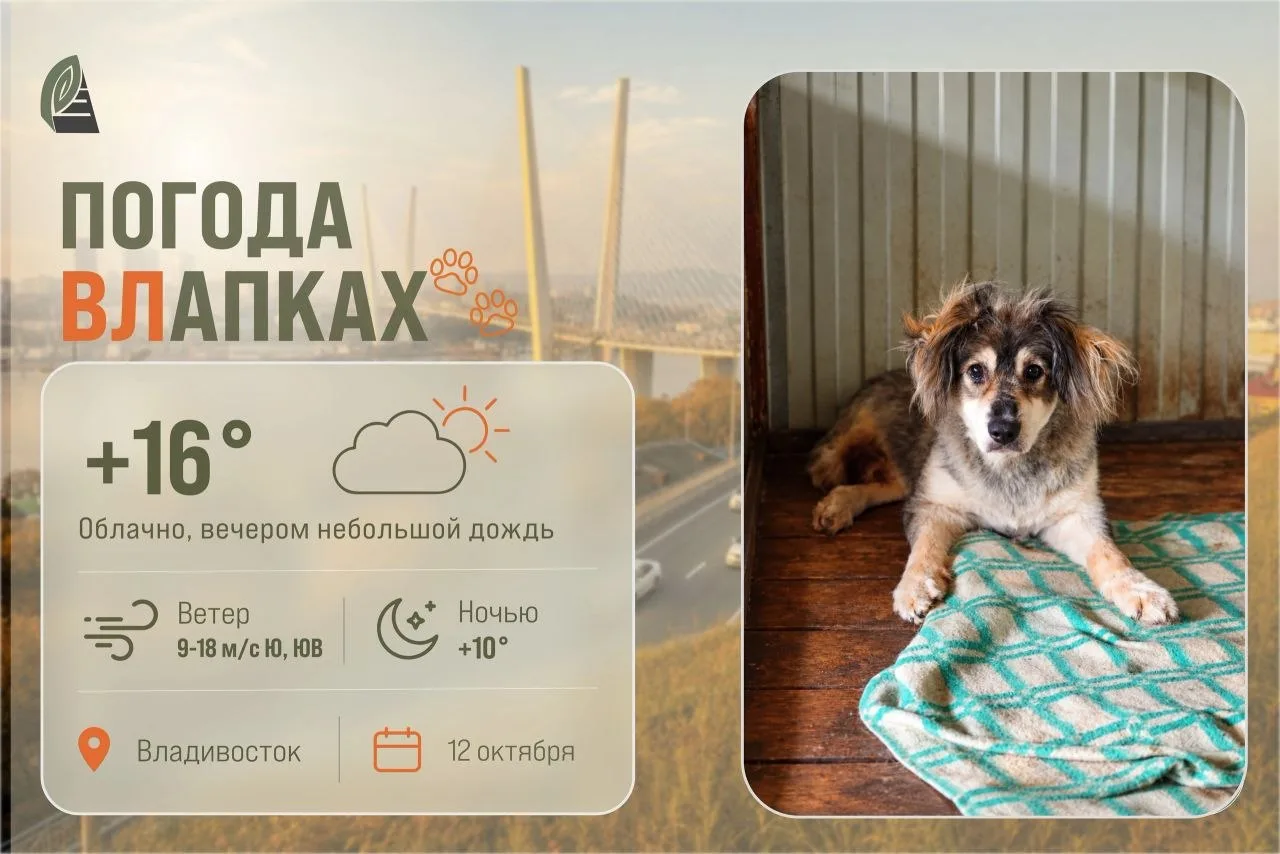 ПогодаВЛапках