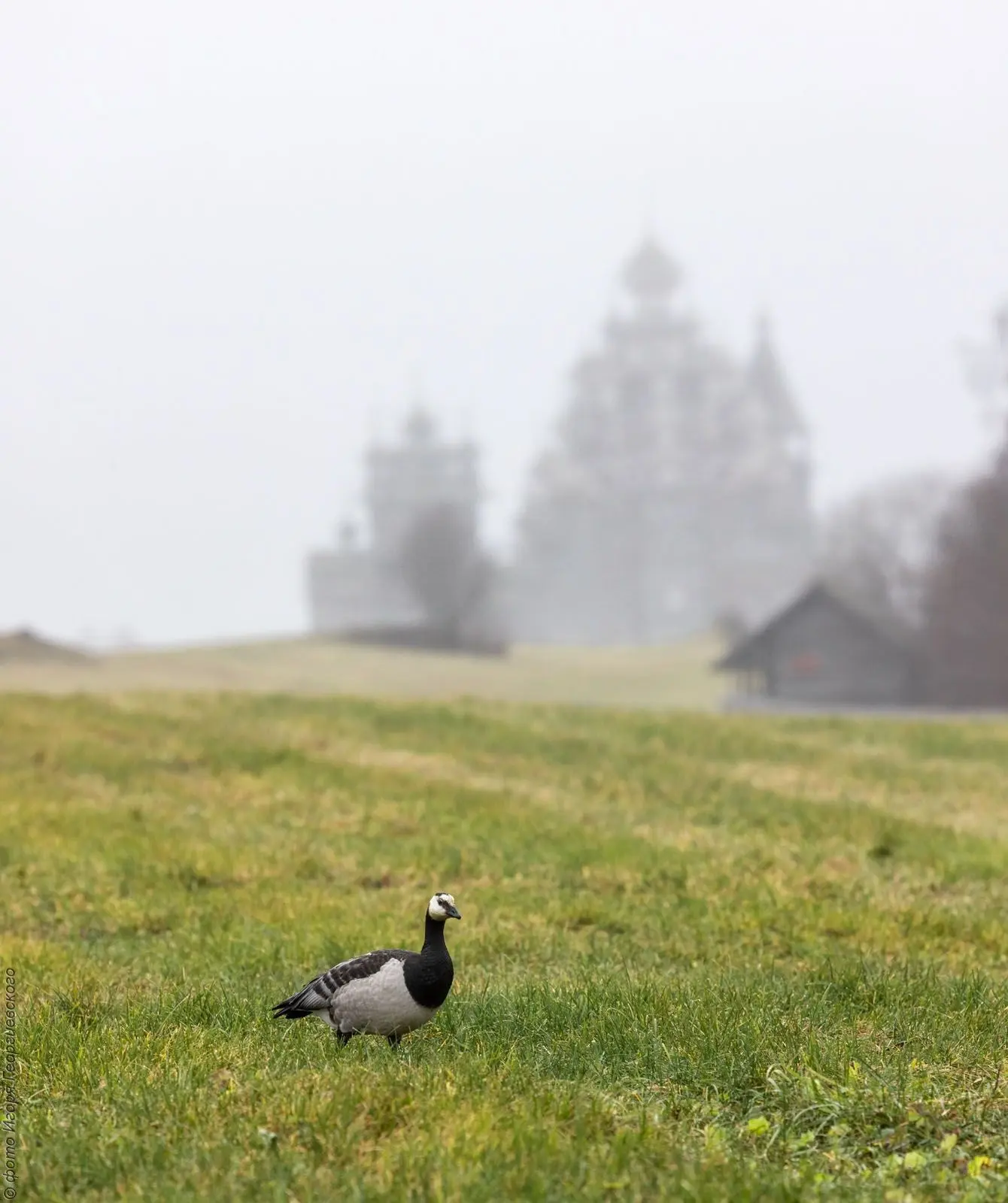 🦢 Белощёкая казарка выбрала Кижи