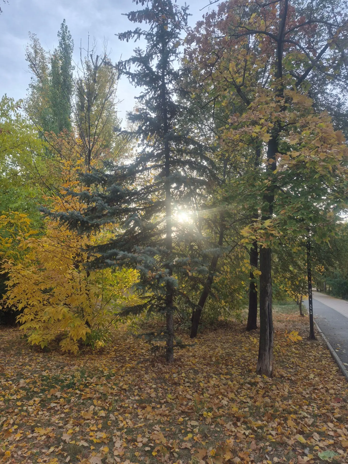 Прекрасное утро 🍁