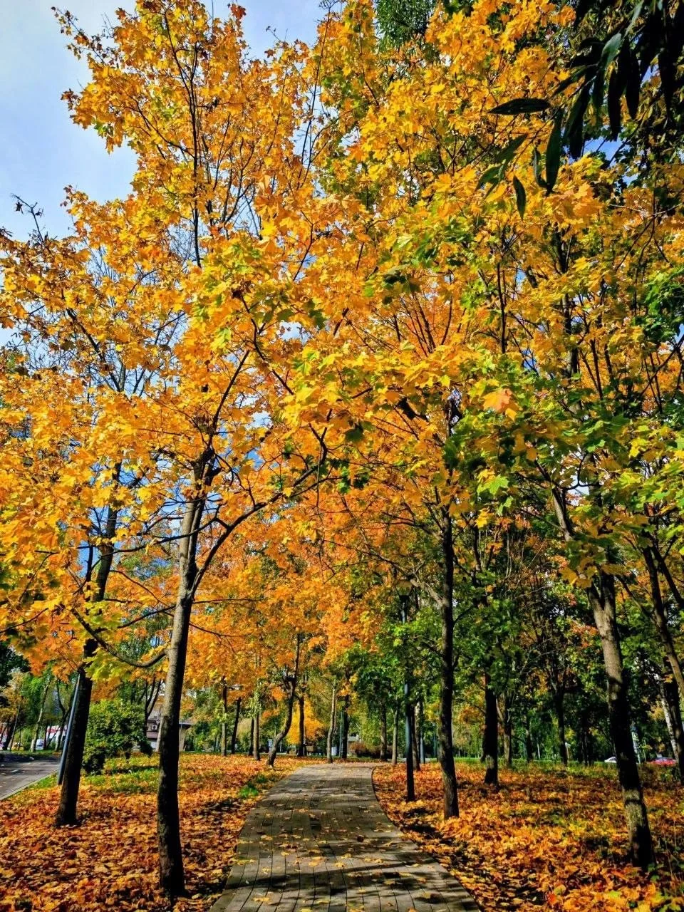 🍂 Пресня в золоте: улицы заиграли новыми красками.