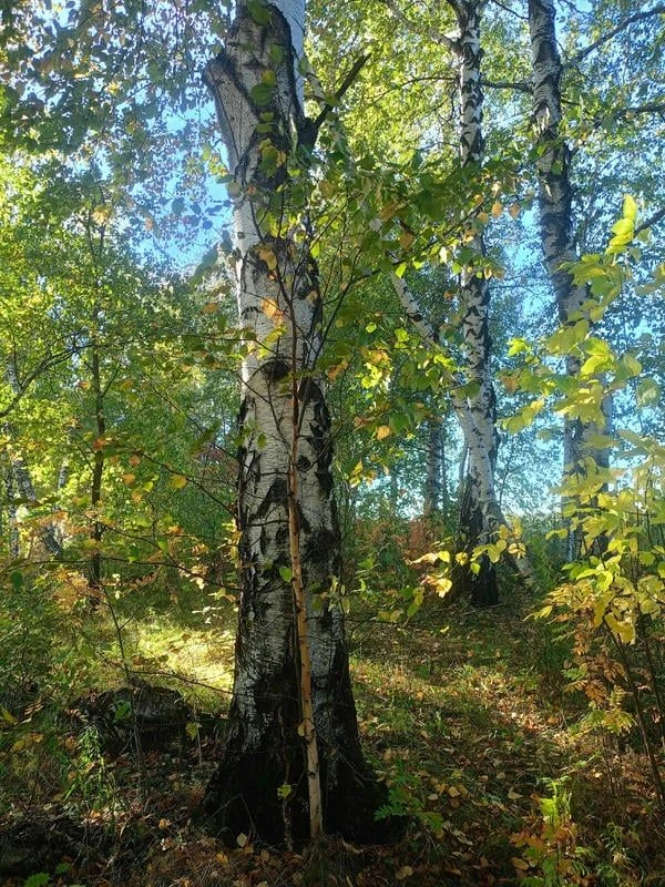 🍂☀🍁Краски осени