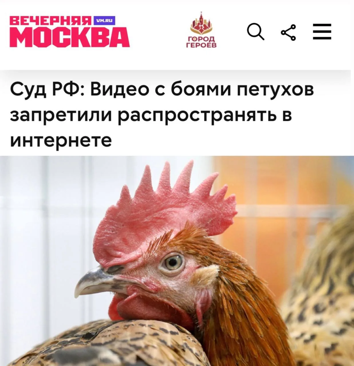 «Видео с боями петухов запретили распространять в интернете»: В России запрещено даже в...