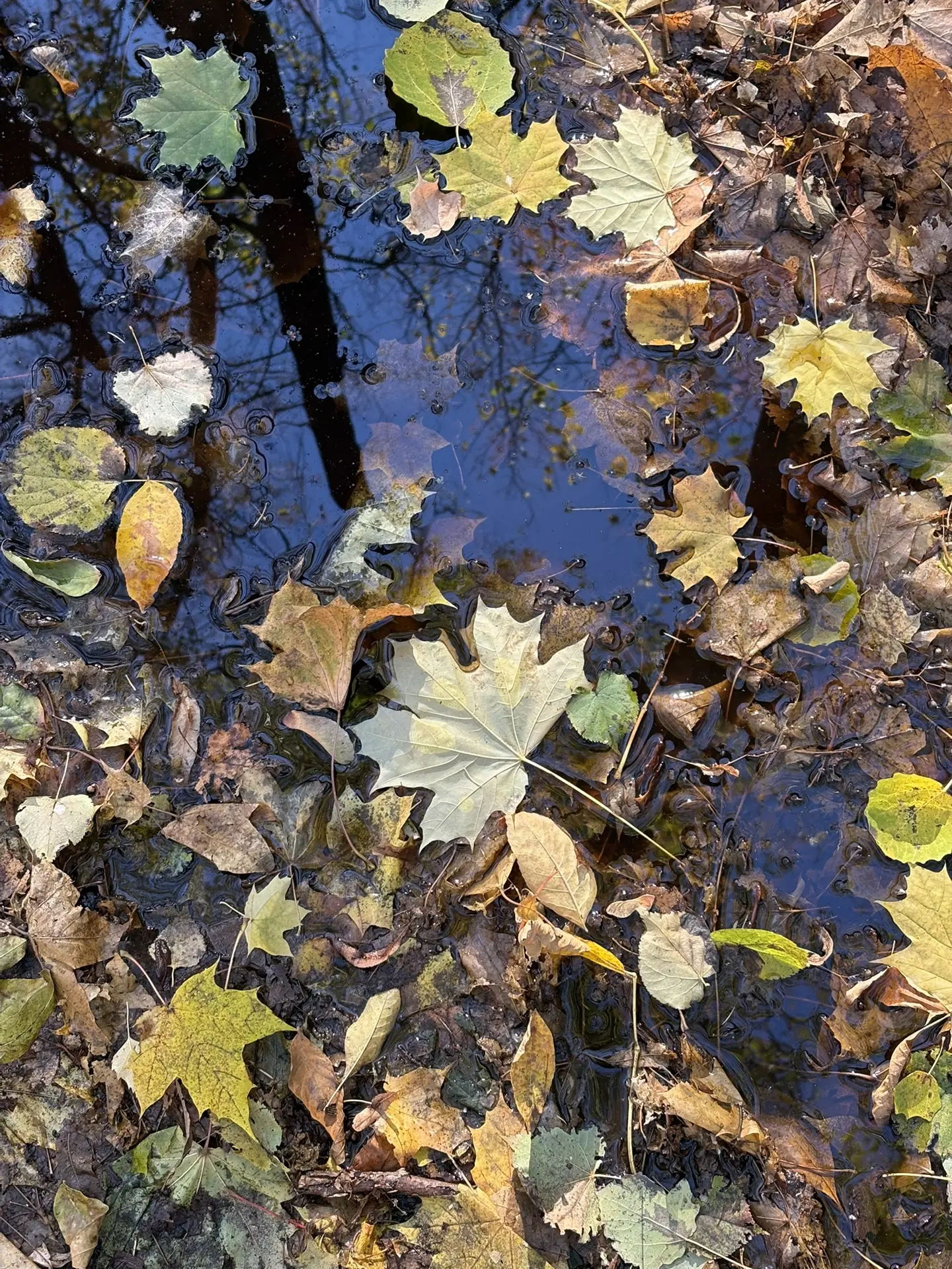 Сегодняшнее солнце подтолкнуло провести утро пятницы в парке 🍁