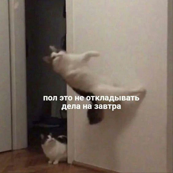 Мемы каждый день • Подписаться