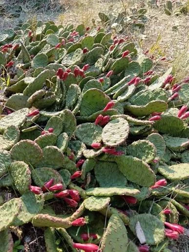🌵 На Маркотхском хребте — осеннее чудо: созрели плоды опунции!