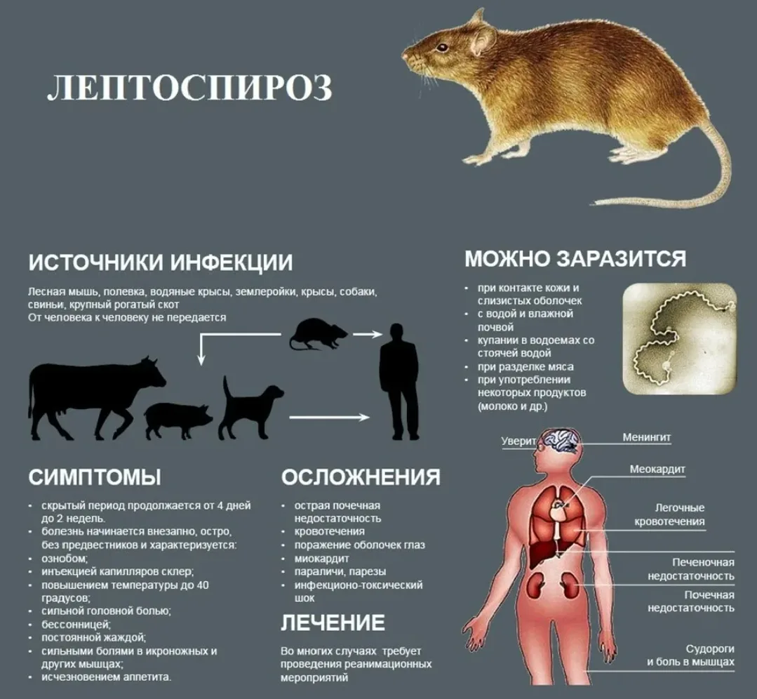 Лептоспироз — это серьёзное инфекционное заболевание, которое поражает самых разных жив...