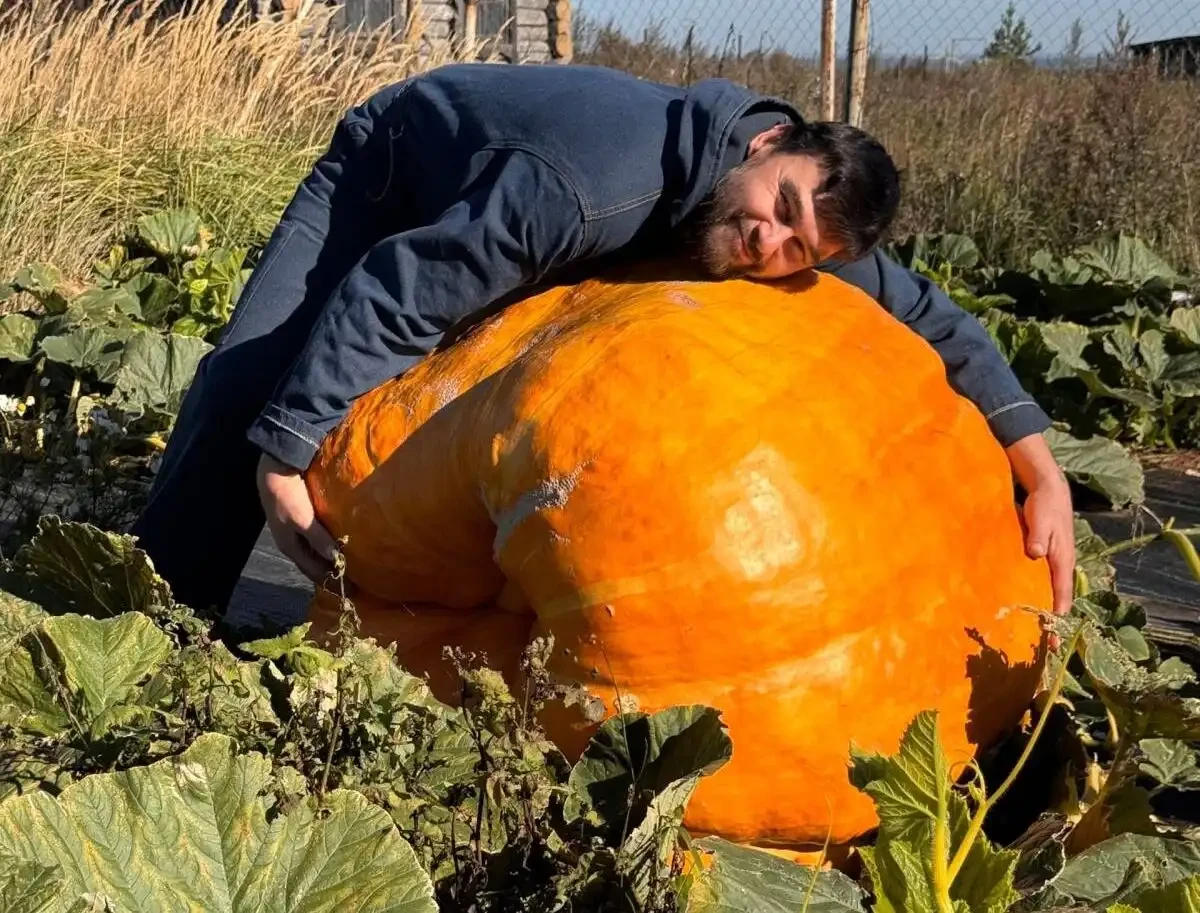 🎃 В Татарстане вырастили тыкву весом 240 кг