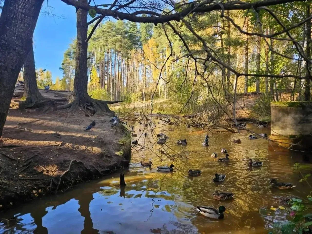 🪵🦆 Под Петербургом появился новый природный заказник
