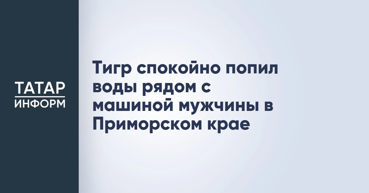 Тигр спокойно попил воды рядом с машиной мужчины в Приморском крае
