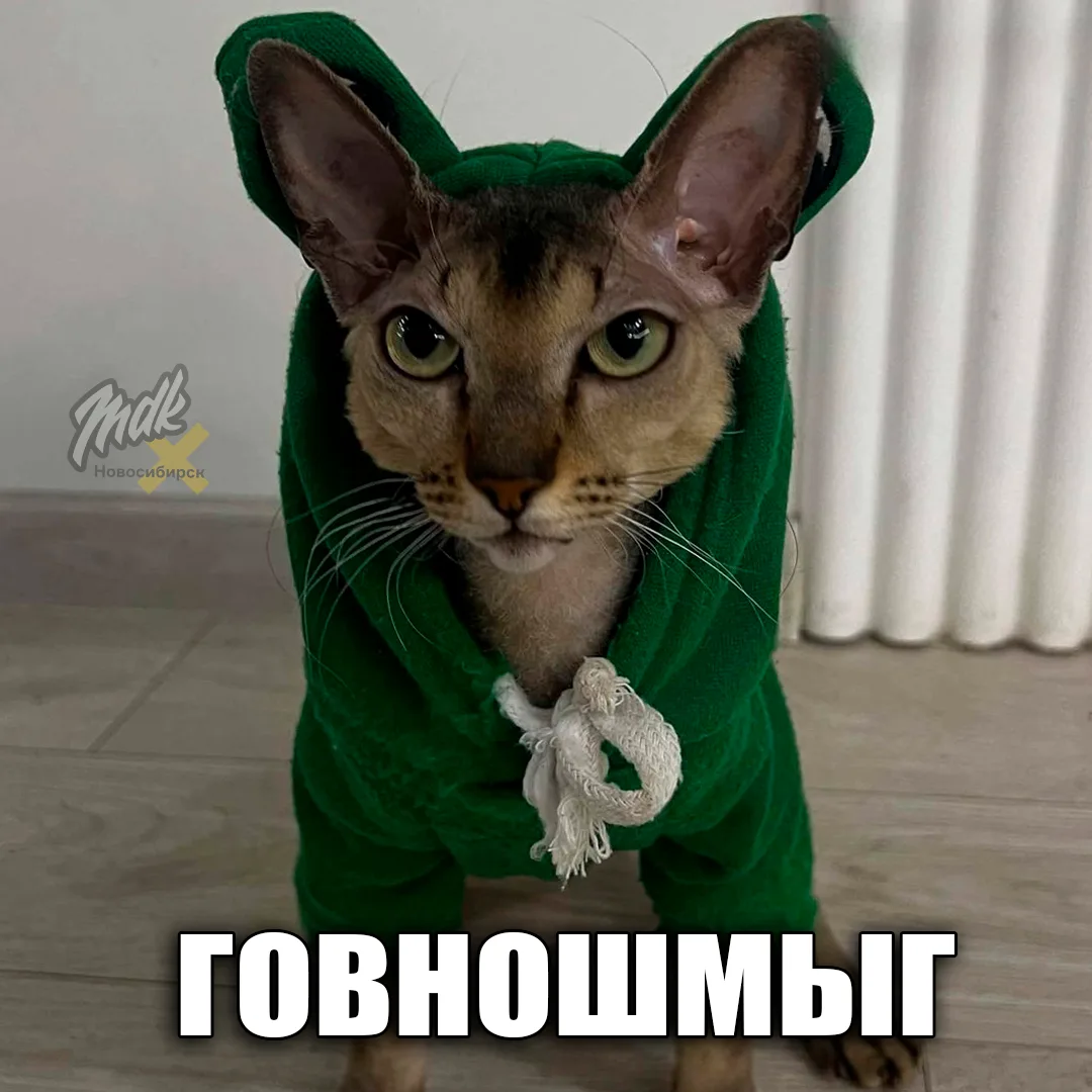 Кошачья атака