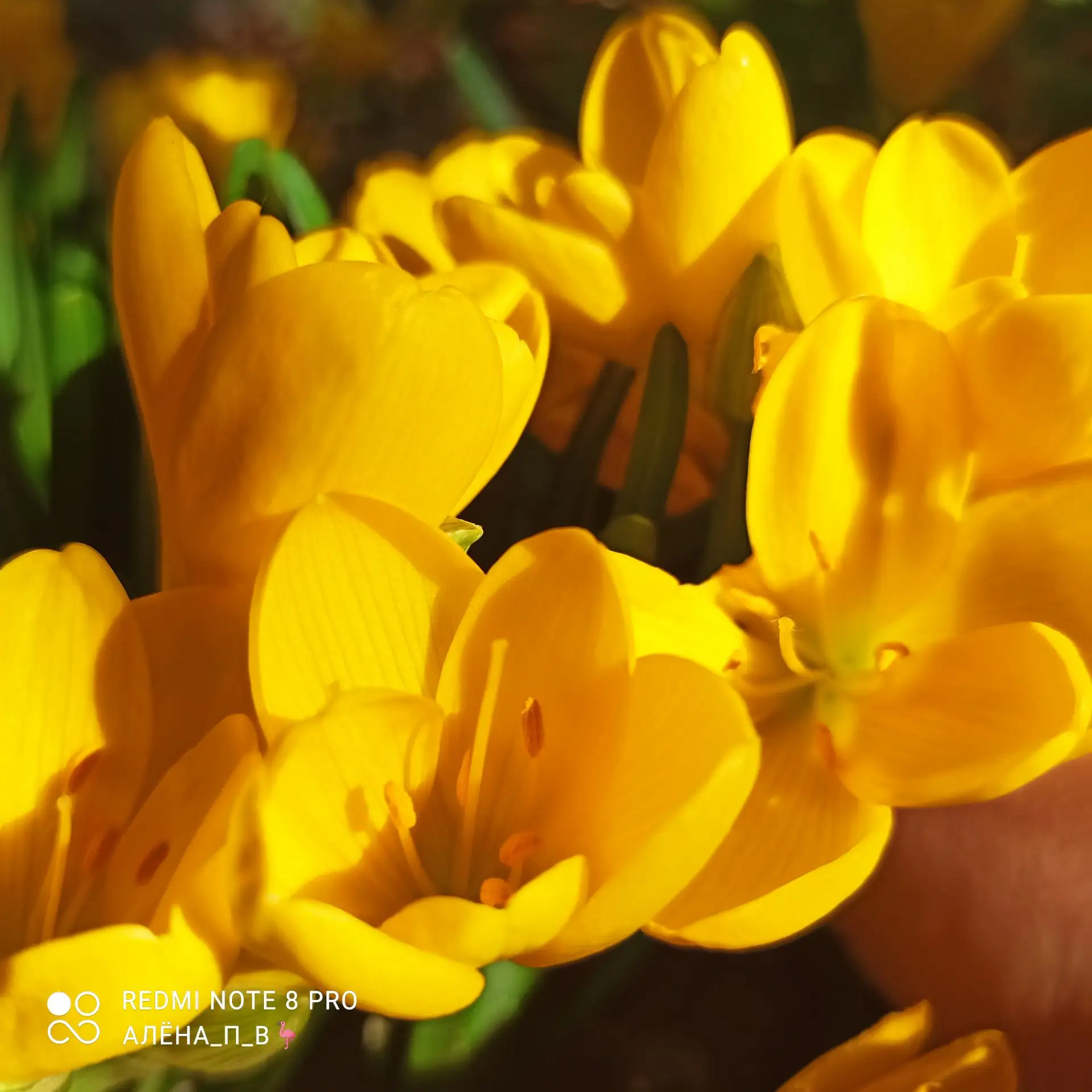 💛💛💛 ох уж эта штернбергия жёлтая 💛💛💛